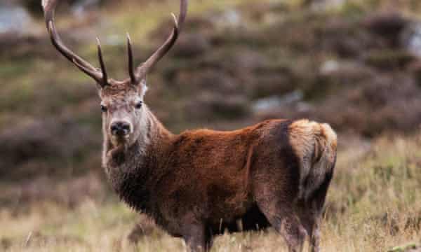 A red deer in the Cairngorms, Scotland.