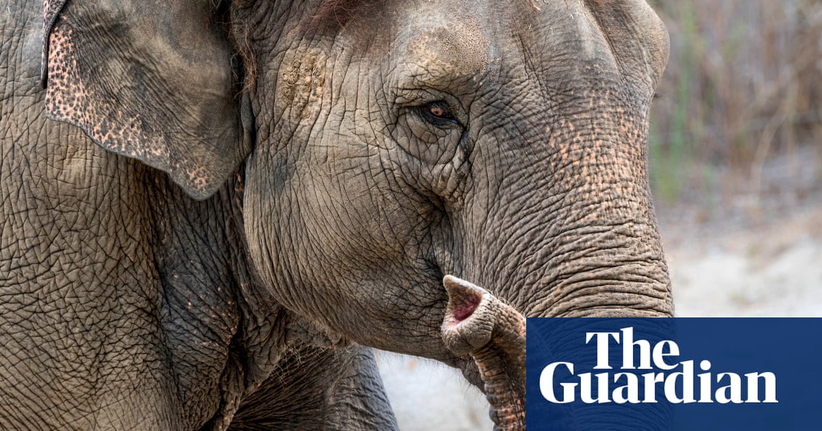 Зоологическата градина казва че сърцераздирателното решение за евтаназиране на 53 годишната