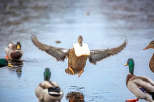 Patos-reais lutam para encontrar o equilíbrio enquanto perseguem a comida que lhes é atirada em uma piscina congelada em Kidderminster, no Reino Unido, após uma forte geada