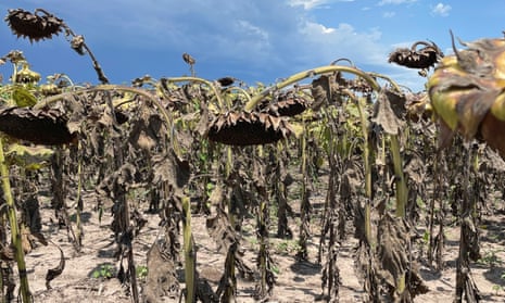 Drought-hit fields in Tostado, northern Santa Fe, Argentina