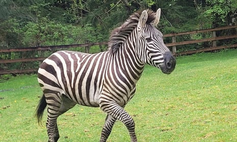 The escaped Zebras ran past cars while a police car followed closely&nbsp;behind