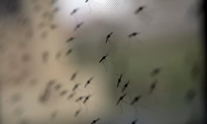 Mosquitoes are seen on a net at a research facility in Nairobi, Kenya