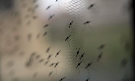 Mosquitoes are seen on a net at a research facility in Nairobi, Kenya