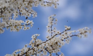 A picture of some bees having a great time pollenating a tree, in May in Alba Country, Romania.