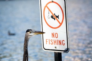 A great blue heron stands next to a No Fishing sign at Lake Eola Park in Orlando, Florida, US
