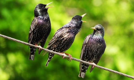 Three starlings on a wire