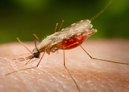 A female Anopheles stephensi mosquito feeding on a human