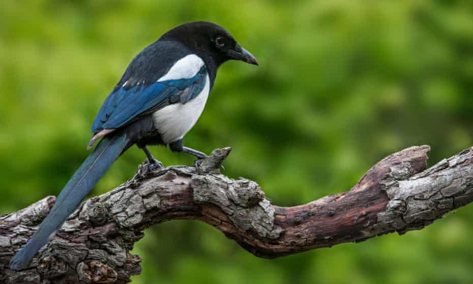 Magpies and other corvids have tool-making abilities that rival those of chmpanzees.
