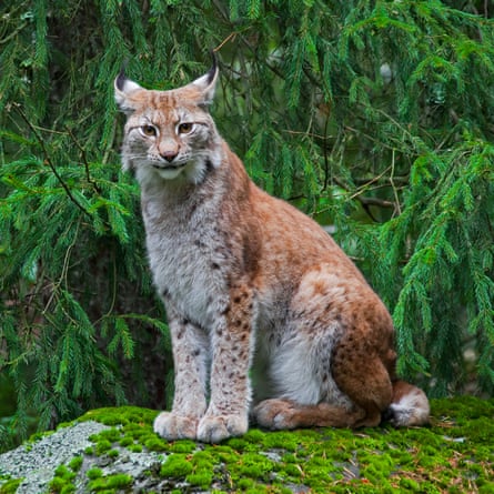 A Eurasian lynx pictured in a pine forest in Sweden.