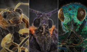 Extraordinary Portraits Of Ordinary Bugs In Pictures Environment The Guardian