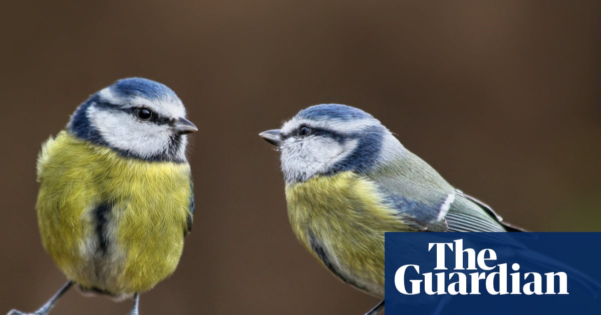 Birdwatch: Blue tits are feisty and fascinating but often taken for granted