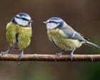 Birdwatch: Blue tits are feisty and fascinating but often taken for granted