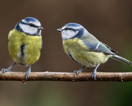 Birdwatch: Blue tits are feisty and fascinating but often taken for granted