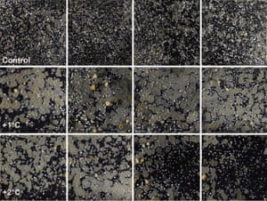 Warming by 1°C drives species and assemblage level responses in Antarctica’s marine shallows.