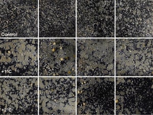 Warming by 1°C drives species and assemblage level responses in Antarctica’s marine shallows. 