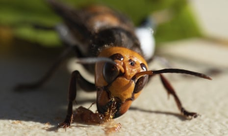 An Asian giant hornet wearing a tracking device is seen in a photo provided by the Washington state department of agriculture. 