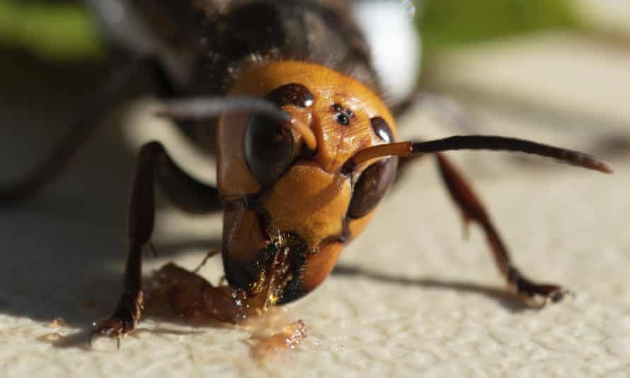 A captured Asian giant hornet fitted with a tracking device feeds on strawberry jam before helping officials locate – and destroy – the first nest found in the US.
