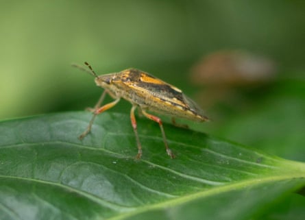 Stink bug on a leaf