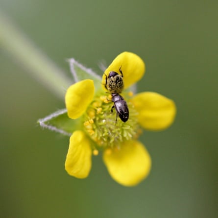 Two flower beetles pollinating herb bennet