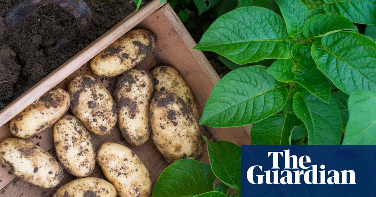 There's nothing like digging up the year's first crop of spuds