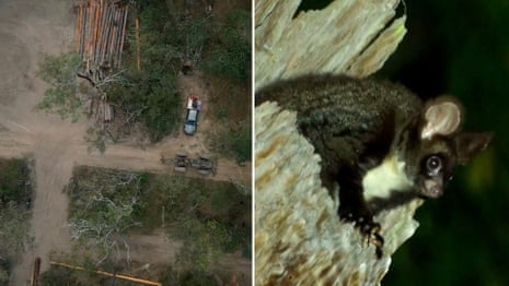 Conservation group releases video showing deforestation near endangered tall ships - Video