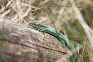 A common lizard at the Slievenacloy nature reserve, Belfast, Northern Ireland. This species-rich grassland and designated area for special scientific interest, managed by Ulster Wildlife, is now set to double in size following the acquisition of adjacent land