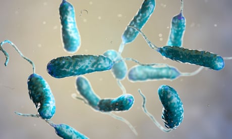 Bacterium Vibrio vulnificus, the causative agent of serious seafood-related infections<br>Bacterium Vibrio vulnificus, 3D illustration. The causative agent of serious seafood-related infections and infected wound after swimming in warm sea water
