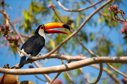 A large ‘Guinness’ toucan with a huge orange beak high in a fruit tree