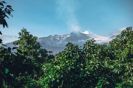 Avocado crops grow in fields in Giarre in the foothills of Mount Etna.