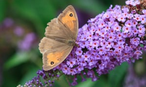 Lessons From A Meadow Brown Butterfly Environment The Guardian