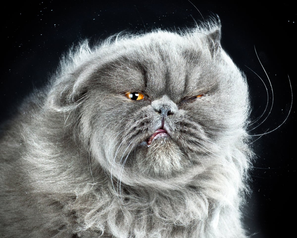 Cats in slow motion in pictures Life and style The Cats in slow motion in pictures Life and style The