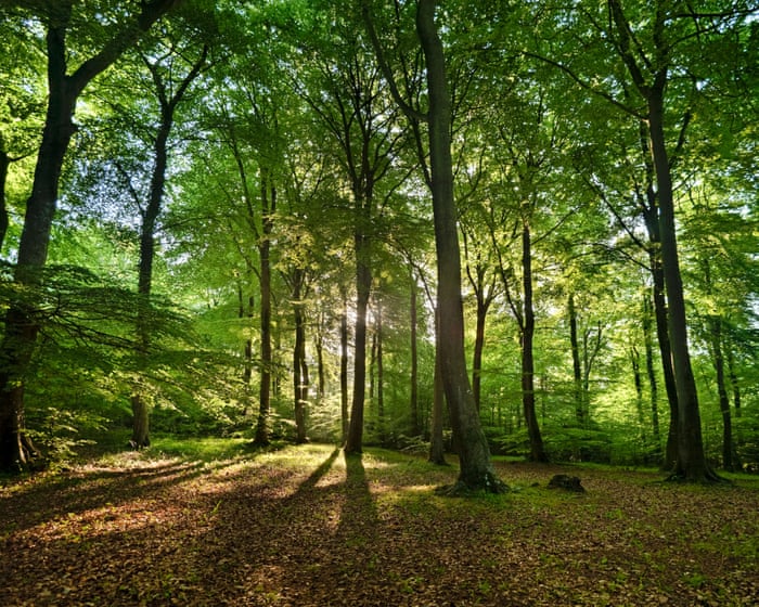 Area of England well protected for nature is in decline, data shows