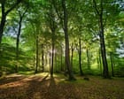 The Guardian view on the cultural life of trees: we must protect our natural heritage | Editorial