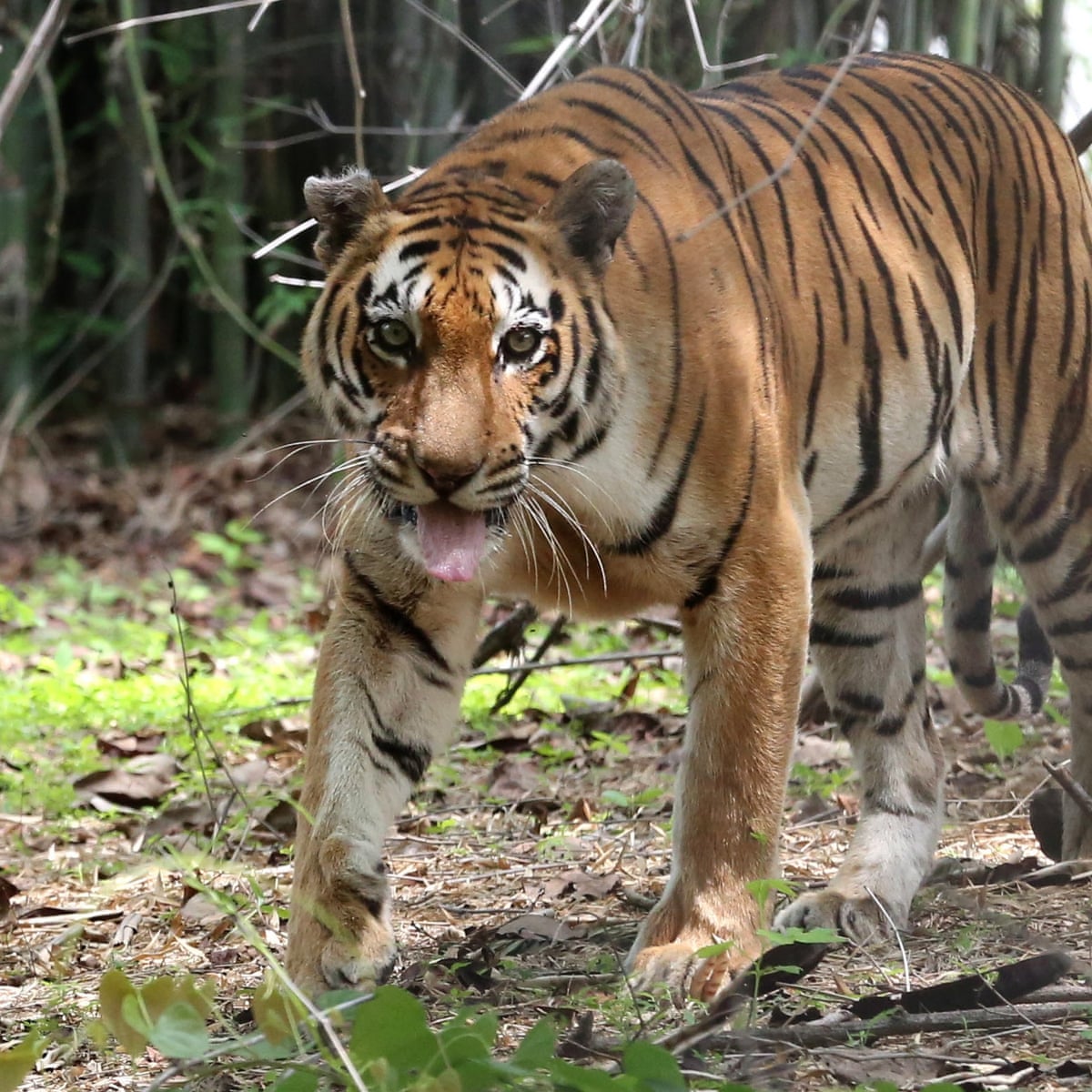 Indian Villagers Beat Tiger To Death After Attacks On Locals
