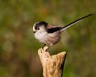 ‘A break from scrolling’: how Gen Z fell in love with birding – podcast