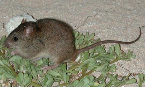 The Bramble Cay melomys has become the first mammal believed to go extinct entirely due to climate change impacts. 