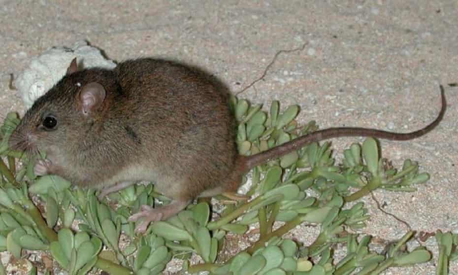 The Bramble Cay melomys has become extinct, Australian scientists say.