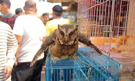 Owl at bird market in Jakarta.
