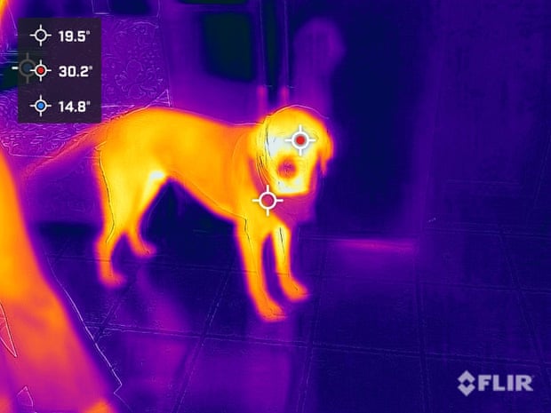 Caitlin Cassidy’s dog, Murphy, seen through a thermal camera during a home energy inspection.