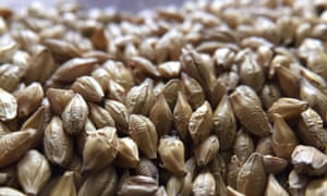 Mar - barley seed