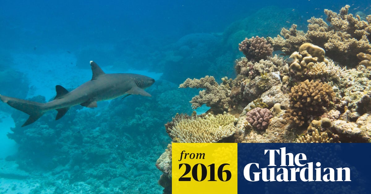 WWF buys shark fishing licence on Great Barrier Reef to scrap it