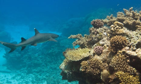 A whitetip reef shark on the Great Barrier Reef. WWF says the long nets catch almost anything they pass over, including dugongs, dolphins and turtles. 