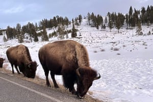 Mammoth Hot Springs, Wyoming, USBison graze in Yellowstone national park. Park officials captured 37 bison that were migrating outside the park and sent most to slaughter under a scheme that seeks to prevent the animals from spreading disease to cattle in neighbouring Montana