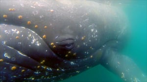The eye of a humpback whale in Wilhelmina Bay