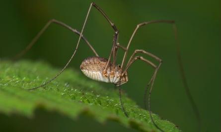 A harvestman, or ‘daddy long legs’, on a leaf