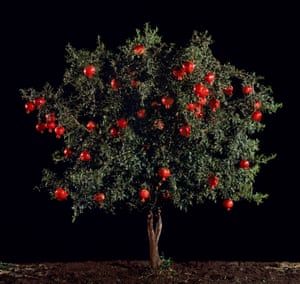 Tal Shochat, Rimon (Pomegranate), 2011