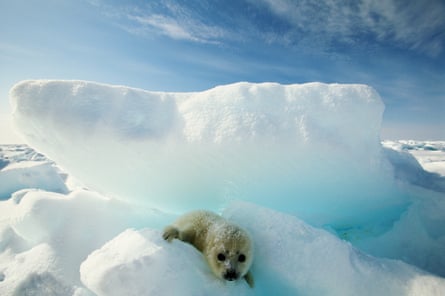A harp seal in the Magdalen Islands in the Gulf of St Lawrence. Tourists coming to see the ‘whitecoat’ pups generates as much income as the annual seal hunt once did.