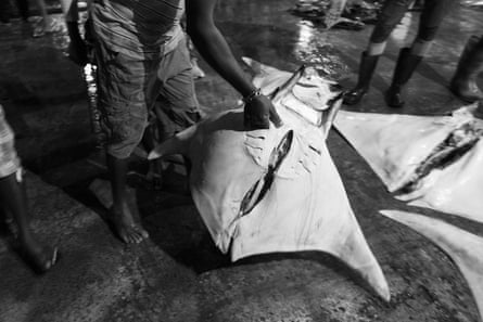 A man carries a ray via one of its gill slits. Each of these is encircled internally by prebranchial appendages – feathery filaments known as gill plates