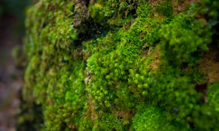 Close-up of bright green moss on a tree