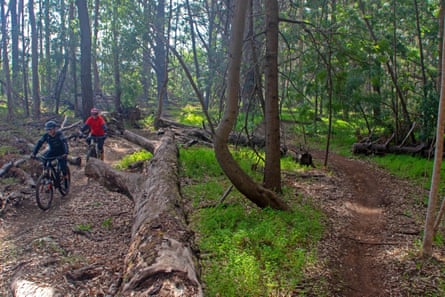 Two cyclists ride past a large fallen log in a wood forest in Margaret River, Western Australia